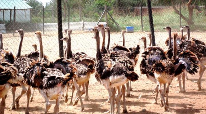 Maasai Ostrich Resort