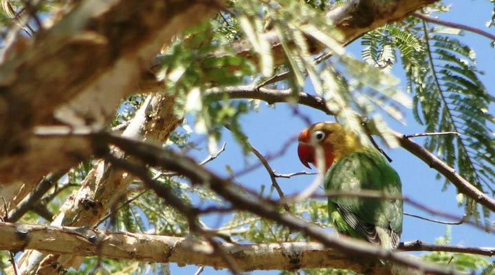 Swara Plains Acacia Camp
