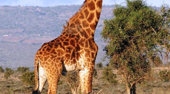 Swara Plains Acacia Camp