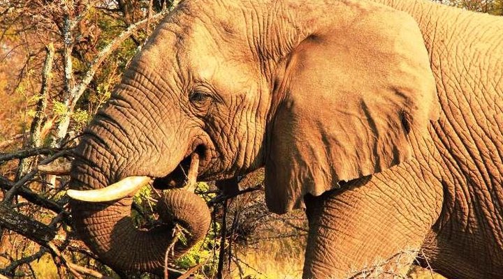 Hayward's Game Lodge