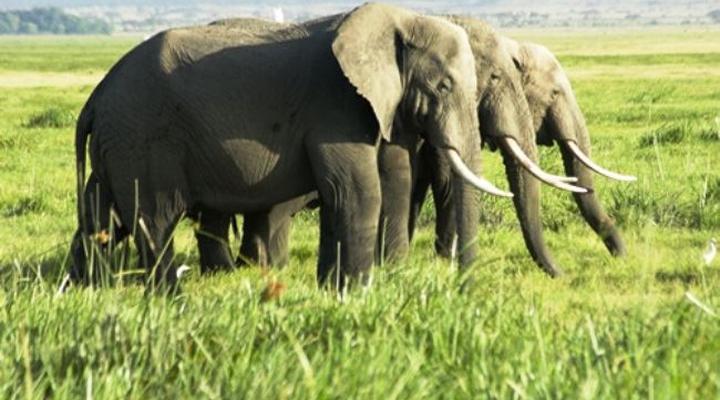 Nyati, Chui and Simba Bandas