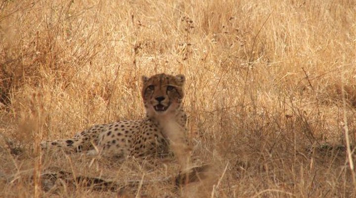 Makgokolo Game Reserve