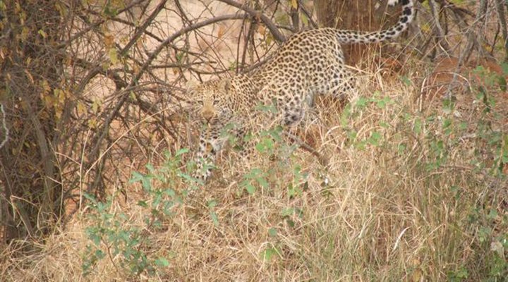 Makgokolo Game Reserve