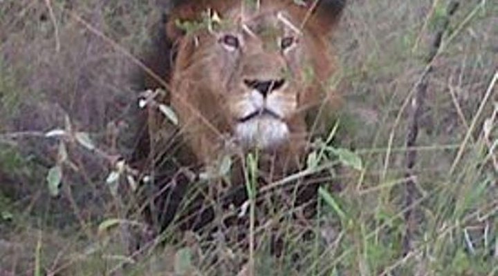 Makgokolo Game Reserve