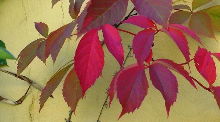 Cornerstone Bed and Breakfast