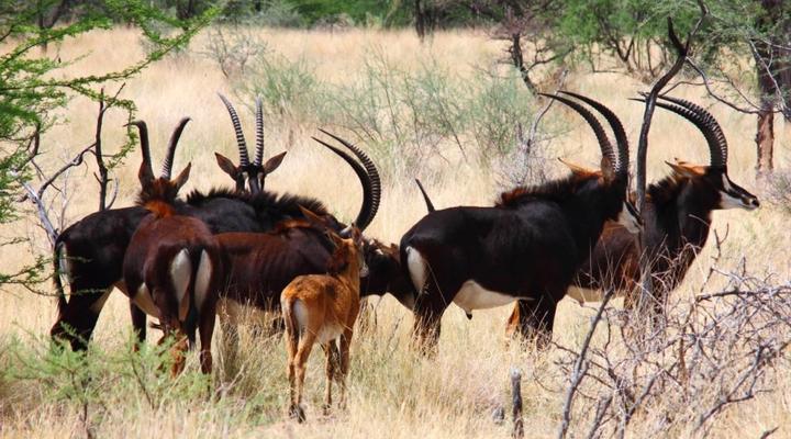 Guest Farm Otjitambi