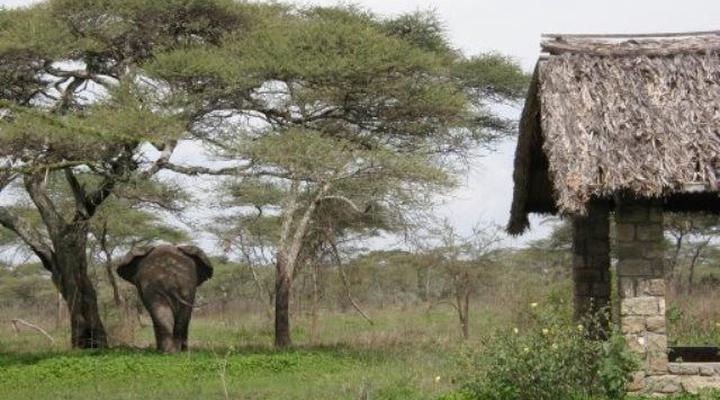 Ndutu Safari Lodge