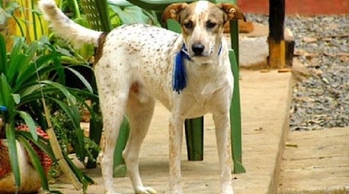 Milimani Backpackers