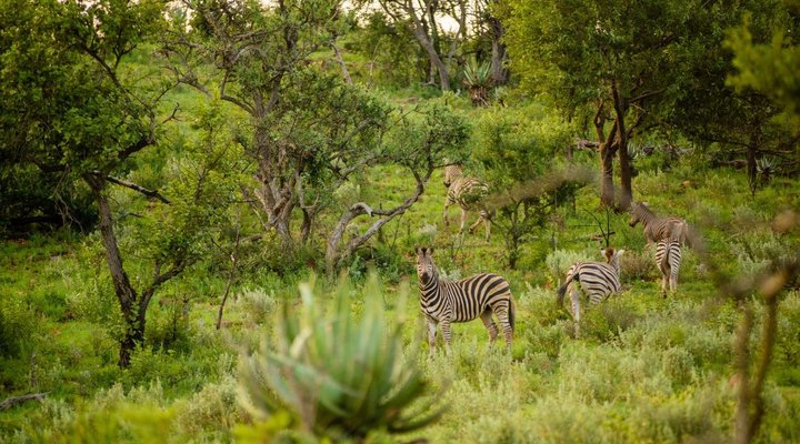 Humala River Lodge