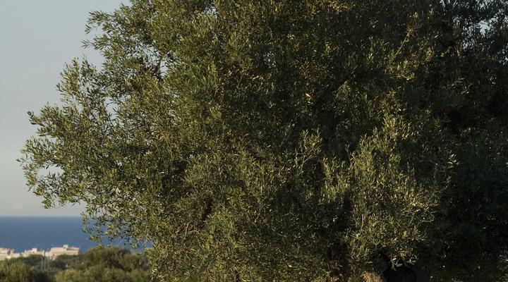 Masseria Torre Maizza