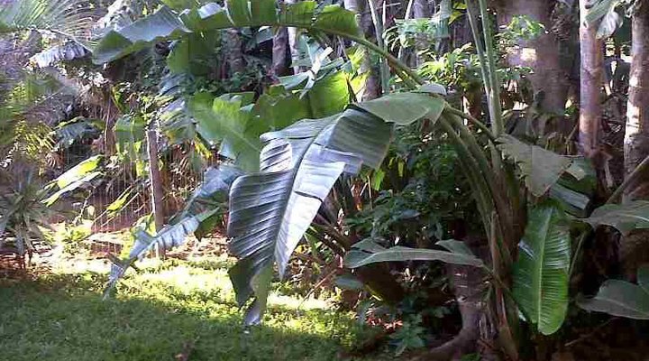 The Cottages & Backpackers - Ballito