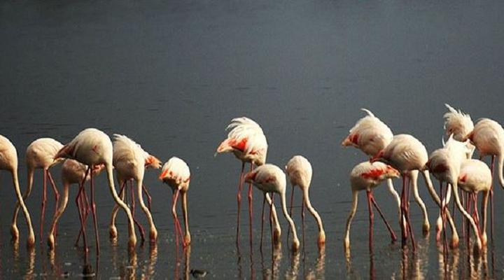 Kirurumu Manyara Lodge