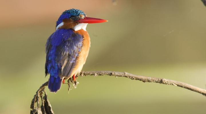 Sanctuary Farm House