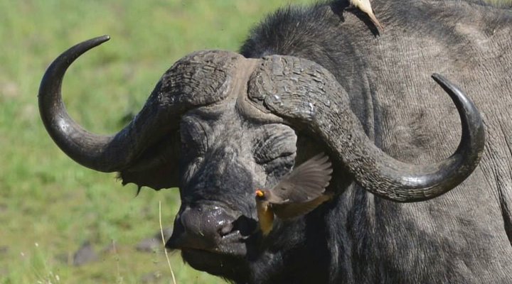Kirurumu Serengeti Camp
