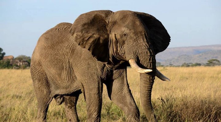 Kirurumu Serengeti Camp