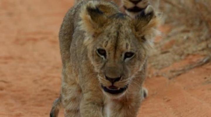 Tsavo Buffalo Camp and Tsavo River Hill