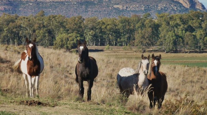 Twin Oaks Guest Farm