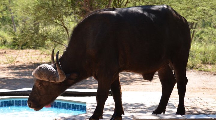 Twiga Lodge Mabalingwe