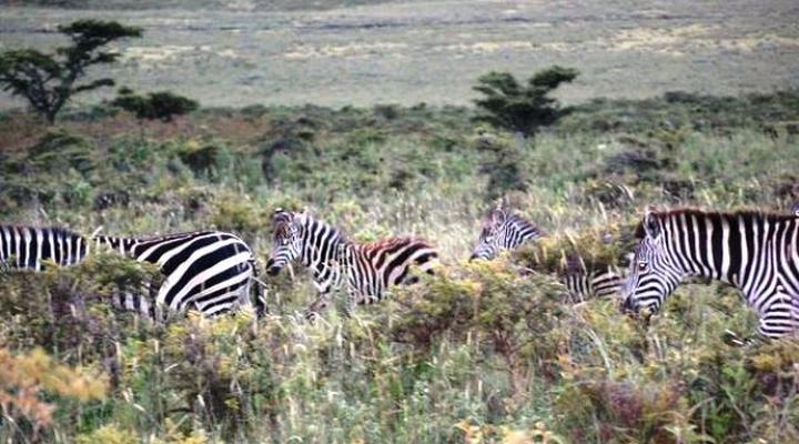 Ngorongoro Wild Camp