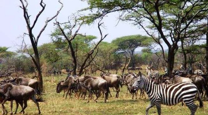 Ikoma Wild Camp & Cottages