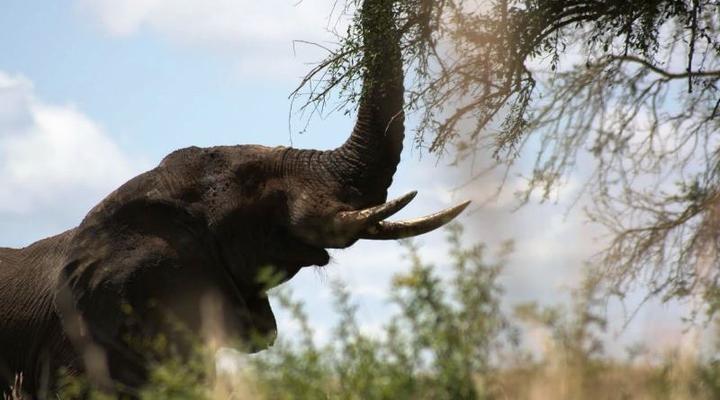 Nga' Moru Wilderness Camp