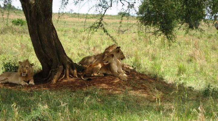 Nga' Moru Wilderness Camp