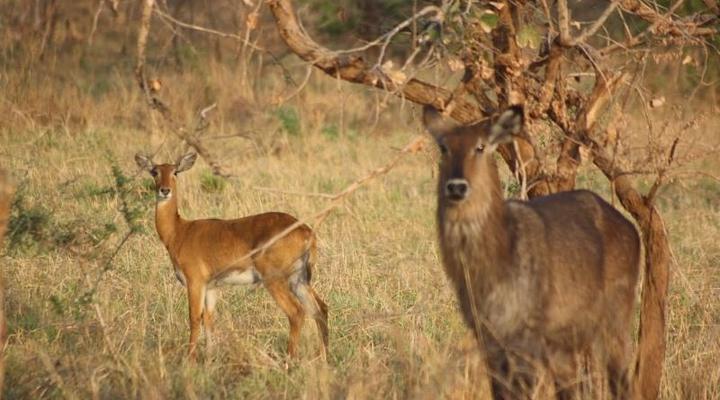 Nga' Moru Wilderness Camp