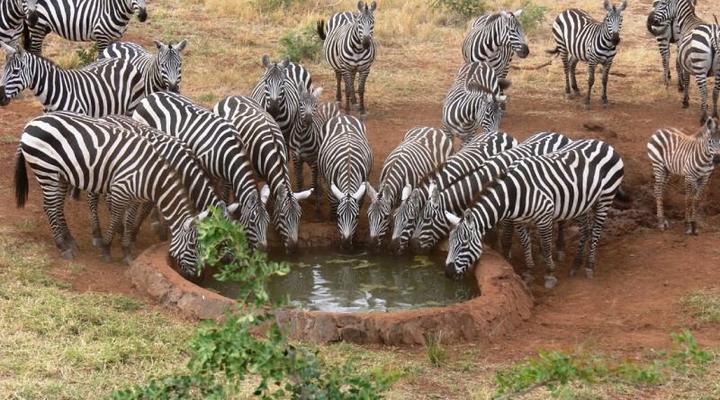 Nga' Moru Wilderness Camp