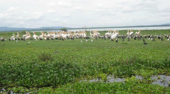 Lake Naivasha Crescent Camp