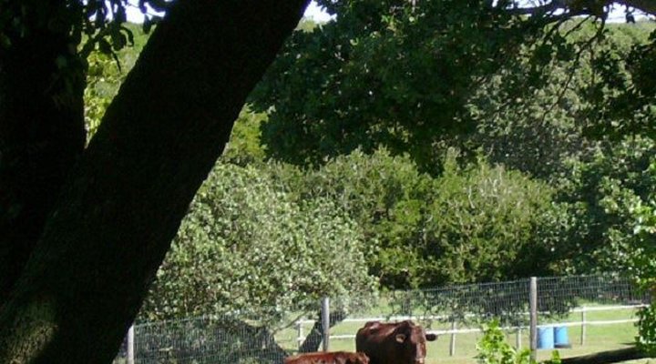 Deer Park Guest House