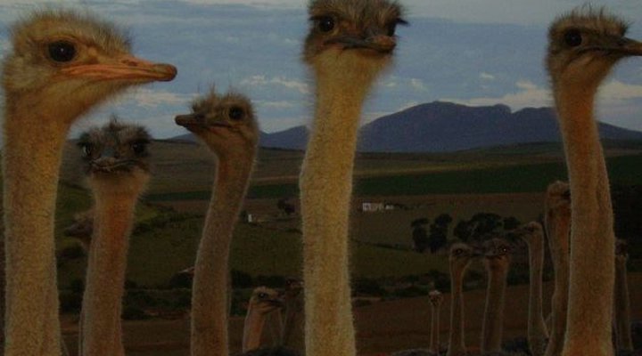 Skilpadgat Guest Farm