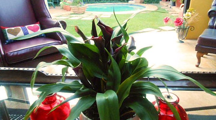 A Leopard Lily Bed and Breakfast