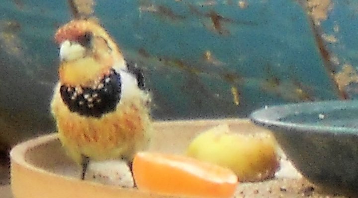 A Leopard Lily Bed and Breakfast