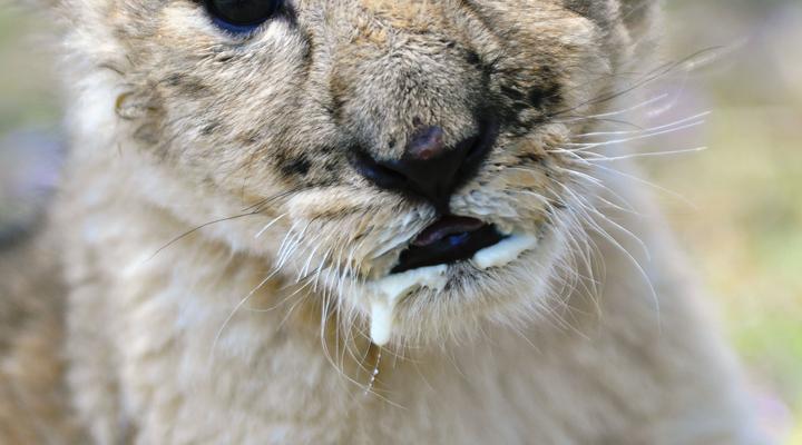 Colin’s Horseback Africa