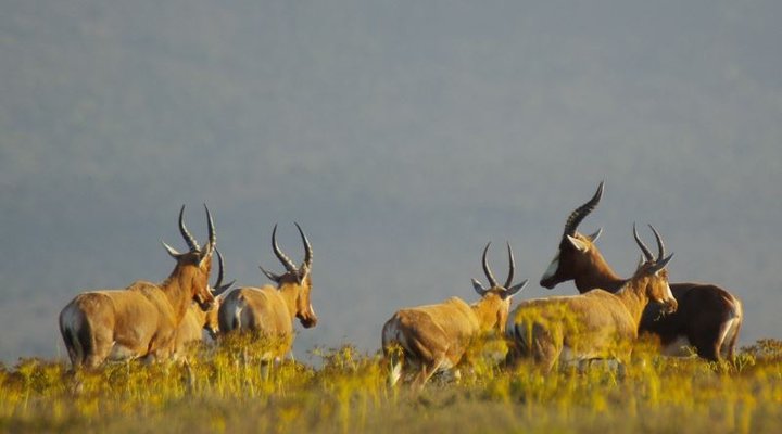 Wilgerfontein Private Game Farm