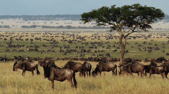 Legendary Serengeti Camp