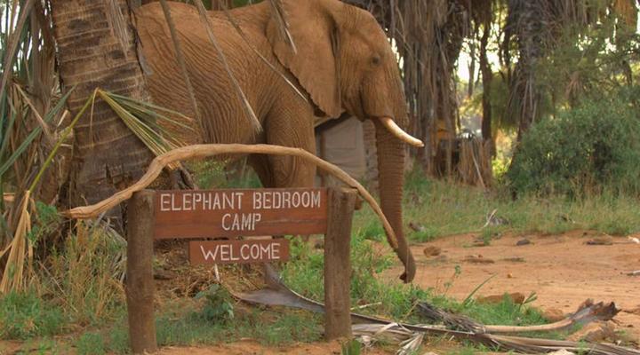 Elephant Bedroom Camp
