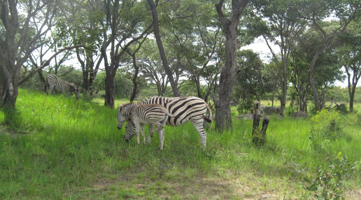 Mbizi Game Park and Lodges
