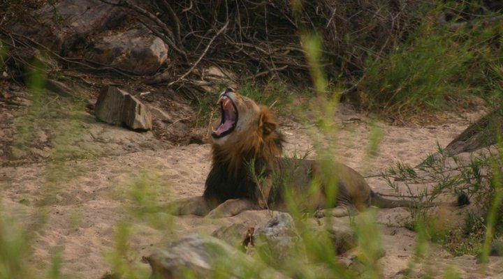 Tandikwe Bush Camp