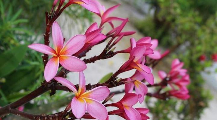 Jambiani Beach Hotel