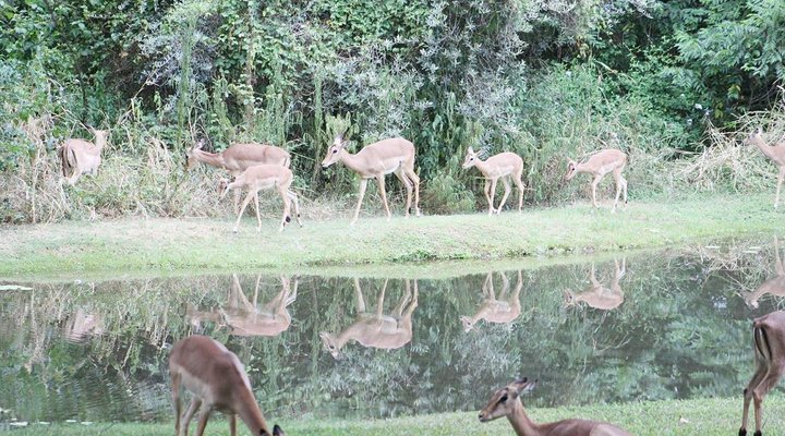 INGWELAPA - Kruger Park Lodge