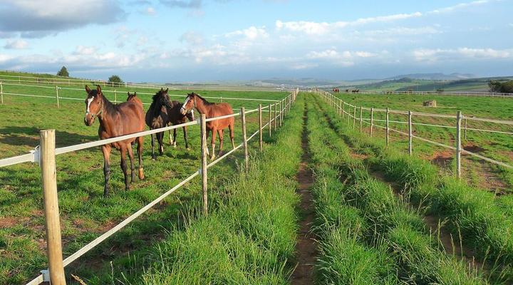 Wynnholme Stud Self Catering
