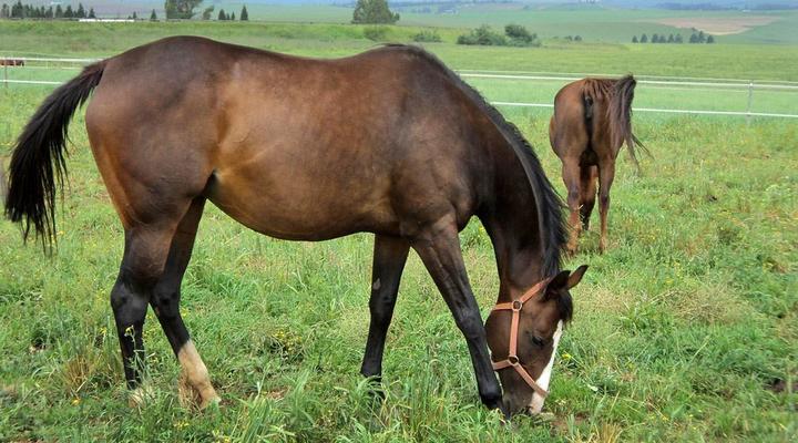 Wynnholme Stud Self Catering