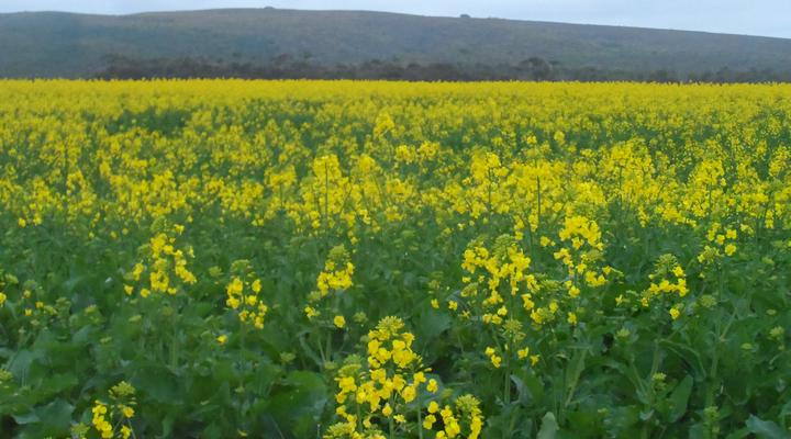 Staandakkie Guest Cottage - Solar Operated