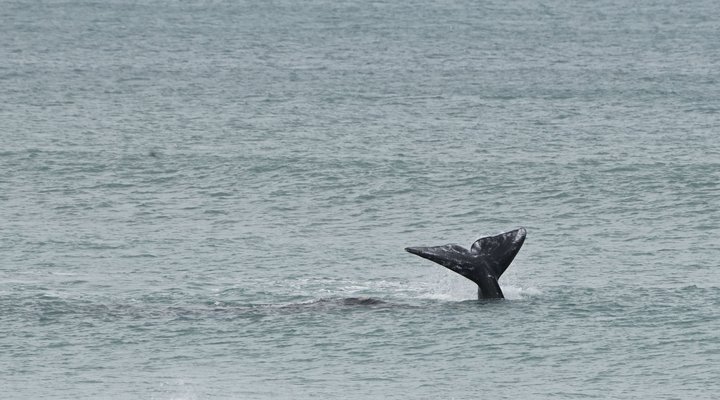 2 Night Shaloha Package