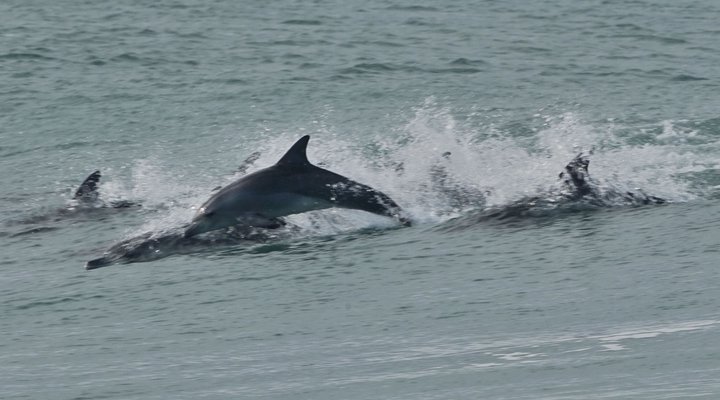 2 Night Shaloha Package