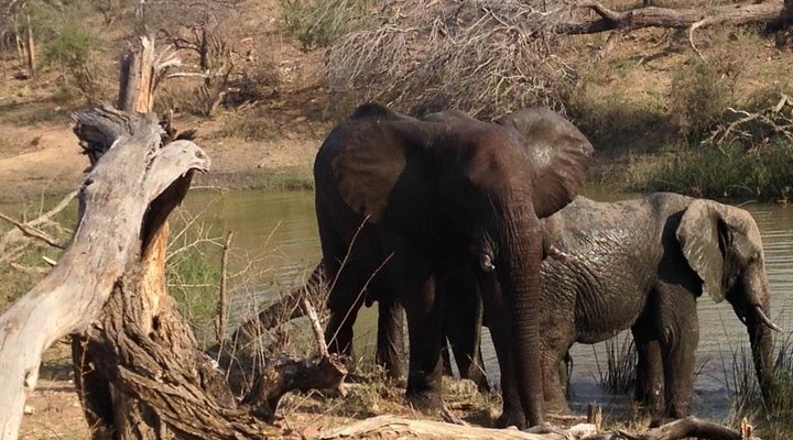 Tsakane Safari Camp