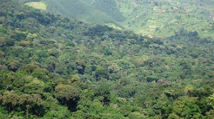 Ecomarvels Gorilla Resort