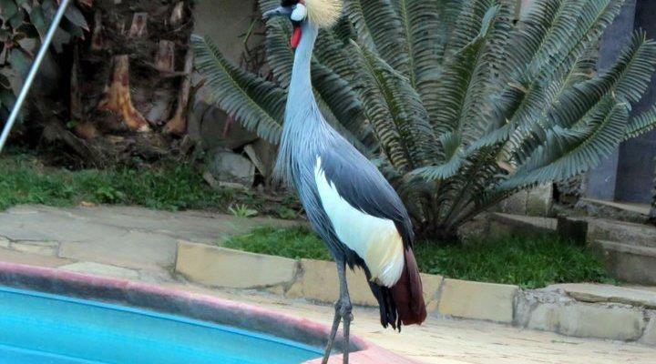 L’Oasis Lodge and Restaurant Arusha