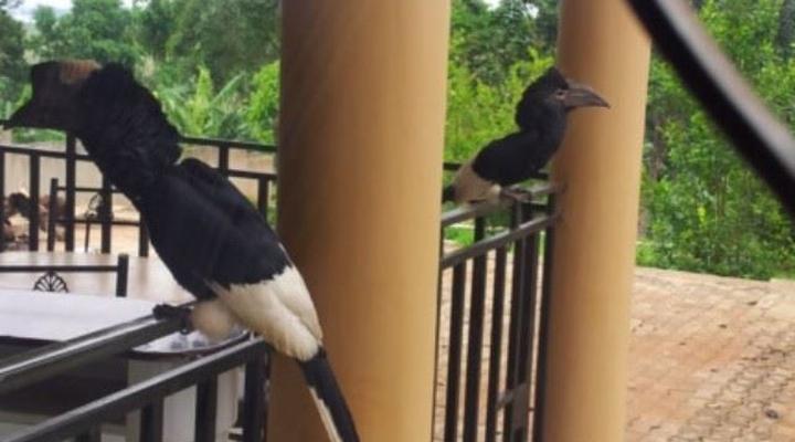 Lake Victoria View Lodge